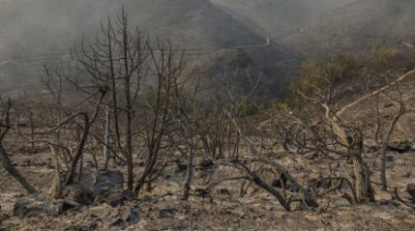 Luciana Mestre: “No vamos a ver el bosque que perdimos, pero podemos ayudar a que renazca”