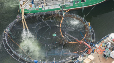Un informe expone las penurias humanas y ambientales detrás del salmón chileno