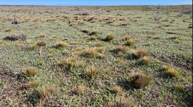 Una nueva vía para recuperar los pastizales fueguinos