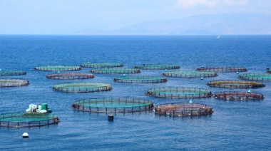 Desde Greenpeace afirman que habilitar la salmonicultura implicaría un “Retroceso ambiental”