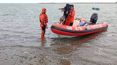 Prefectura salvó a tres perros atrapados por la marea en Punta Popper