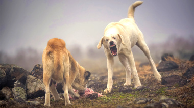 Los perros salvajes se convirtieron en un problema para ganadería en Tierra del Fuego