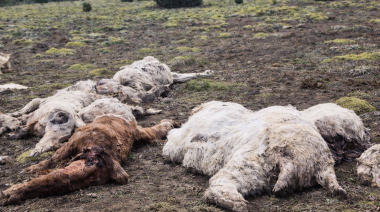 El drama de seguir produciendo en el campo fueguino bajo amenaza constante