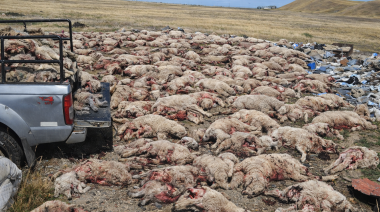 Perros mataron más de 120 corderos en la Misión Salesiana