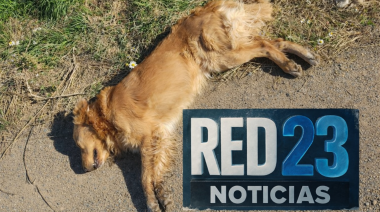 Río Grande: a balazos, mataron a un perro adiestrado para niños con autismo y dejaron otro herido