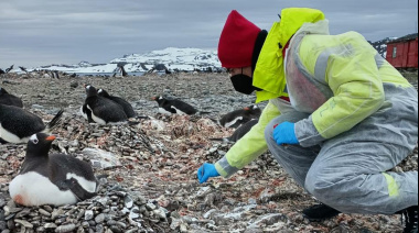 Científicos detectan la expansión de la gripe aviar en la Antártida