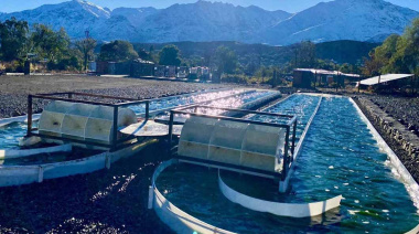 Buscan frenar una plaga que amenaza los pastizales fueguinos mediante biotecnología