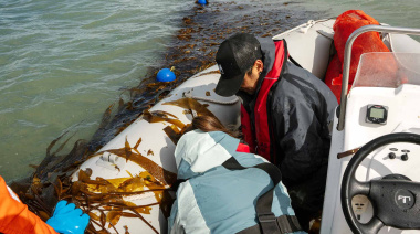 Santa Cruz concretó la primera recolección de algas de cultivo