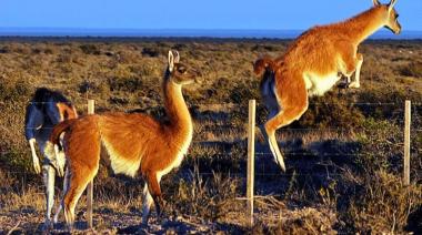 Chubut abre el mercado a la carne de guanaco: un nuevo jugador en la mesa patagónica