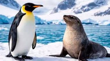 Al sur del mundo: declaran en peligro de extinción al pingüino emperador y al lobo marino antártico