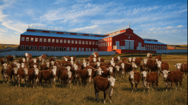 Denunciaron tres meses después el robo y la desaparición de terneros Hereford en la estancia María Behety