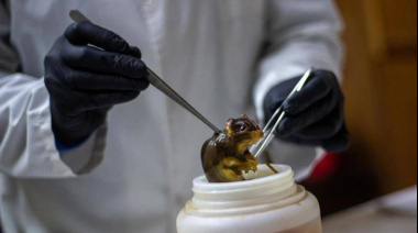 Un científico fueguino salió a desmentir versiones sobre hantavirus