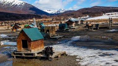 Reavivan el debate por las condiciones de los perros de trineo en Ushuaia