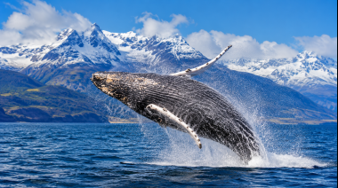 El avistaje de ballenas puede convertirse en una nueva atracción turística para Tierra del Fuego