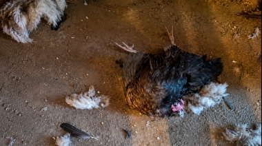 Una escena devastadora: un perro arrasó con los animales de una granja de Río Grande