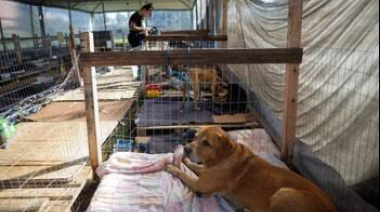 Como Perros y Gatos supera los $2 millones de deuda y pide ayuda para continuar con los rescates