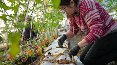 Frutillas fueguinas: Río Grande inicia una experiencia para abrir una nueva oportunidad productiva