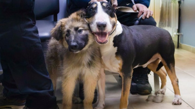 Vacunas, chipeos y nuevos hogares: jornada gratuita para mascotas en Río Grande