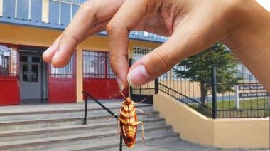 Otra vez suspendieron las clases en la Escuela 10 de Río Grande por la presencia de cucarachas