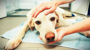Crecen los casos: qué pueden hacer los dueños para proteger a sus perros
