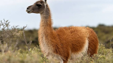 Magallanes busca convertir la carne de guanaco en un producto con identidad y valor comercial
