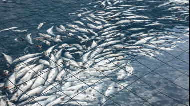 Murieron casi 918 toneladas de salmones en Chile y crece la preocupación en Tierra del Fuego