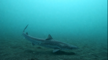 Investigadores fueguinos presentaron estudios sobre tiburones y rayas del Atlántico Sur