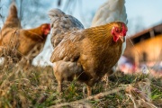 Se confirmó la primera muerte por gripe aviar en México