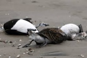 Alerta Río Grande: investigan la aparición de más de 50 aves muertas en la costa