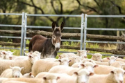 En Chubut se quieren comer a los burros y destacan su “muy buen sabor”
