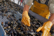 “El cultivo de mejillones en Tierra del Fuego enfrenta desafíos, pero tiene un gran potencial”