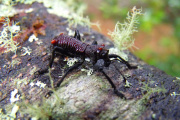 El "Caballito", insecto nativo, maestro del camuflaje y sagrado para los Selk´nam