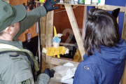 Gendarmería secuestró gran cantidad de cannabis en Río Grande