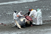 Científicos del CADIC realizan necropsia a la orca hallada en la bahía San Sebastián