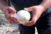 Hallaron en Río Negro un huevo de dinosaurio carnívoro único