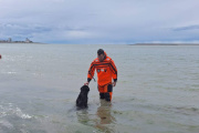 Rescatan a un perro que quedó atrapado por la marea en Río Grande