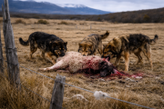 Provincia: Perros cimarrones fuera de control en el campo fueguino