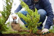 Plantar árboles: el Municipio mantiene la bonificación impositiva para vecinos comprometidos con el ambiente