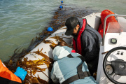 Santa Cruz concretó la primera recolección de algas de cultivo