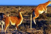 Chubut abre el mercado a la carne de guanaco: un nuevo jugador en la mesa patagónica