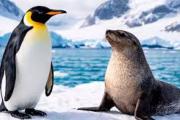 Al sur del mundo: declaran en peligro de extinción al pingüino emperador y al lobo marino antártico