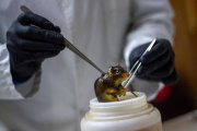 Un científico fueguino salió a desmentir versiones sobre hantavirus