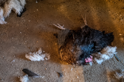 Una escena devastadora: un perro arrasó con los animales de una granja de Río Grande