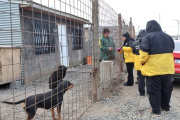 Operativos veterinarios en los barrios para promover el cuidado responsable de las mascotas