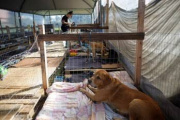 Como Perros y Gatos supera los $2 millones de deuda y pide ayuda para continuar con los rescates