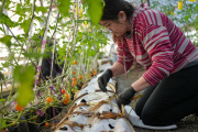 Frutillas fueguinas: Río Grande inicia una experiencia para abrir una nueva oportunidad productiva