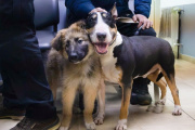 Vacunas, chipeos y nuevos hogares: jornada gratuita para mascotas en Río Grande