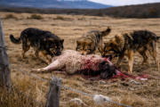 Schiavini advirtió que los perros asilvestrados podrían hacer inviable la ganadería en parte de Tierra del Fuego