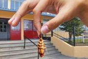 Otra vez suspendieron las clases en la Escuela 10 de Río Grande por la presencia de cucarachas