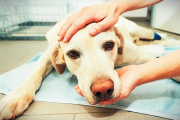 Crecen los casos: qué pueden hacer los dueños para proteger a sus perros